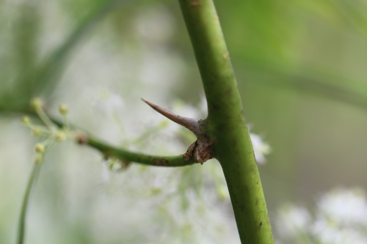 Asparagus falcatus L.